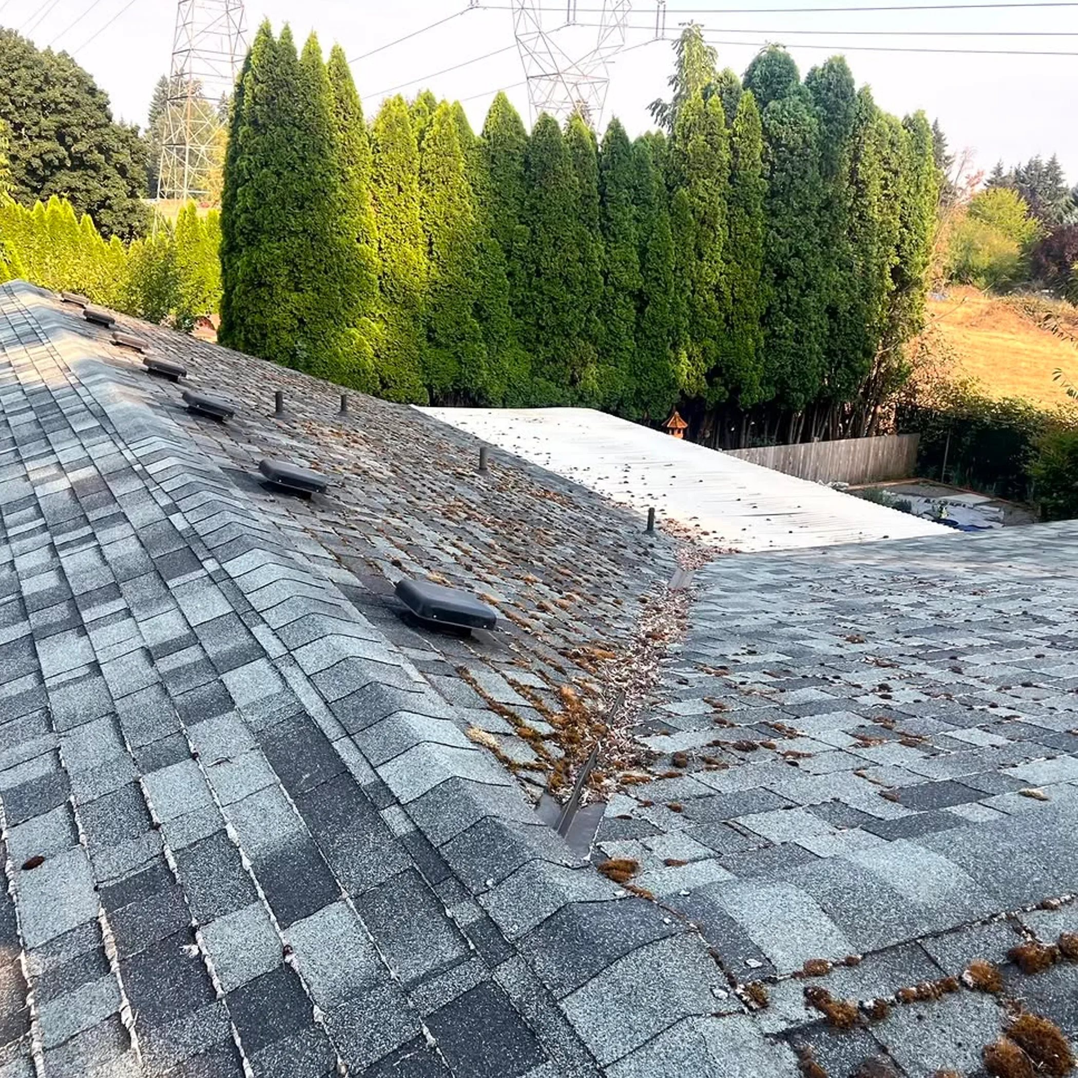 roof debris and moss buildup